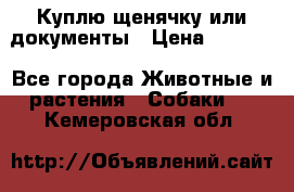 Куплю щенячку или документы › Цена ­ 3 000 - Все города Животные и растения » Собаки   . Кемеровская обл.